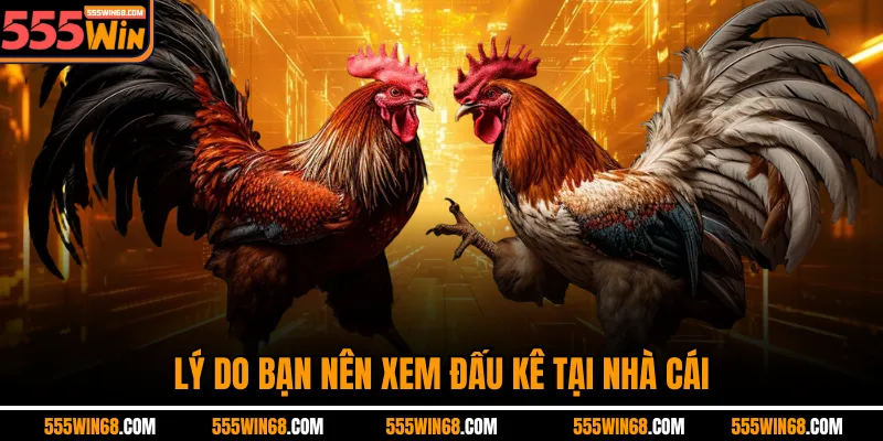 Lý do bạn nên xem đấu kê tại nhà cái